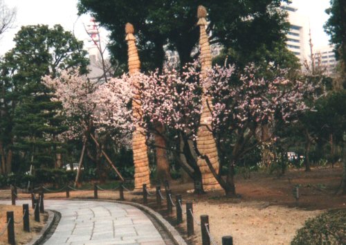 大分縣木「豊後の梅」